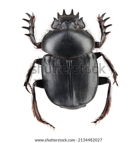 Beetle - sacred scarab (Scarabaeus sacer) isolated on white background
