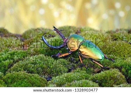 Beetle : Sawtooth beetles (Lamprima adolphinae) or Stag beetles, one of world's most beautiful beetle. 