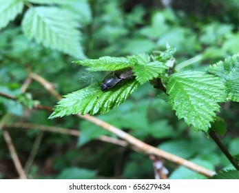 Beetle sleeping on a leaf