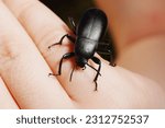 Beetle Slow steppe Tenebrionidae on a child