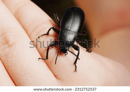 Beetle Slow steppe Tenebrionidae on a child's hand. The great black beetle is an agricultural pest.