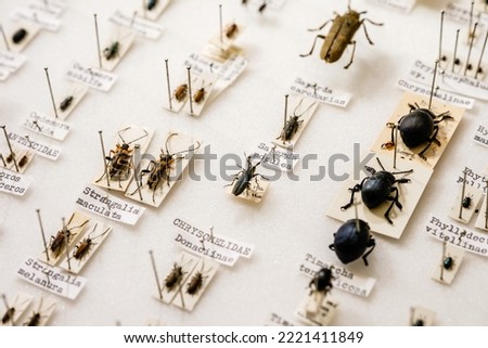 Beetle Specimens in Biological Science.