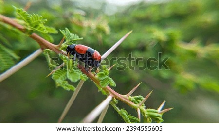 A beetle that excretes waste in the morning Stock photo © 
