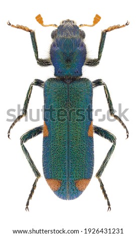 Beetle Trichodes quadriguttatus on a white background