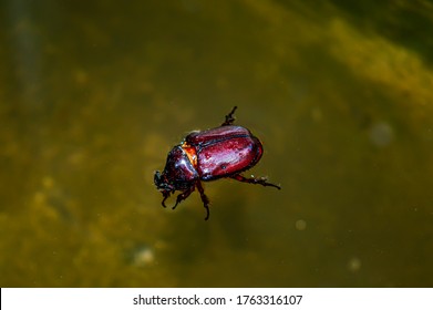 Beetle In Water On A Summer Day After Rain