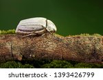 Beetle : White beetle (Lepidiota stigma Fabricius), edible beetle from southern Thailand. Edible insects live in nature. Entomophagy, other natural sources of nutrients. Exotic food