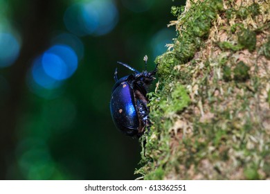 Enoplotrupes Images, Stock Photos & Vectors | Shutterstock