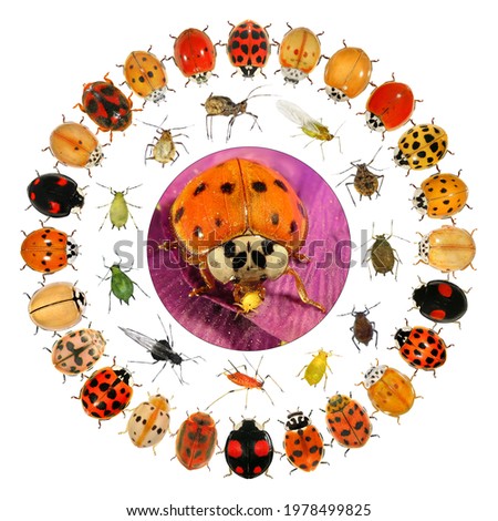 Beetles and aphids. Circular design with ladybugs (ladybird beetles) (Coleoptera: Coccinellidae) and aphids. Isolated on a white background 