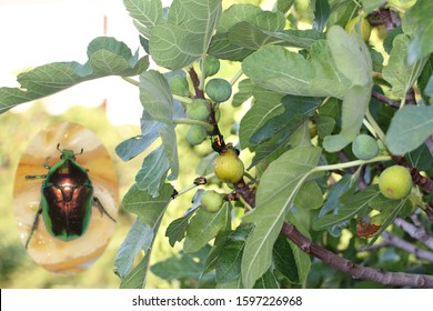 Beetles Of Cetoniidae (Flower Chafers) Eating Ripe Fruit Figs.