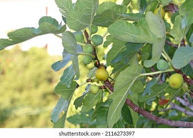 Beetles Of Cetoniidae (Flower Chafers) Eating Ripe Fruit Figs.