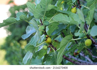 Beetles Of Cetoniidae (Flower Chafers) Eating Ripe Fruit Figs.