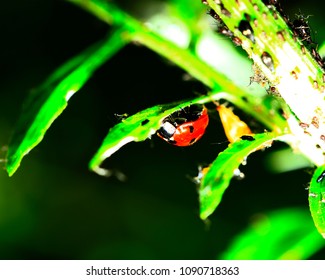 The beetles, close-up