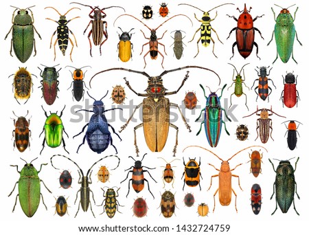 Beetles (Coleoptera). Set of beetles isolated on a white background 