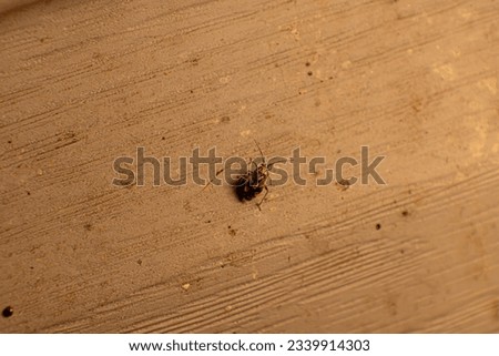 Beetles comprise of a large portion of nocturnal insects, many of which are drawn to light.