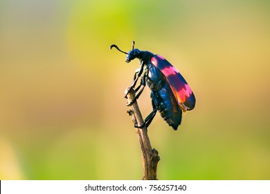 Beetles are group insects that form order Coleoptera  in the superorder Endopterygota  Their front pair wings is hardened into wing  cases  elytra  distinguishing them from most other insects