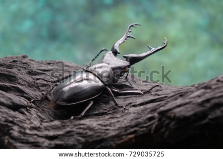 Beetles / Insect / Bugs : Giraffe Stag-Beetle (Prosopocoilus giraffa) the world's largest saw-tooth stag beetle with long and sharp jaws , in tropical forest.