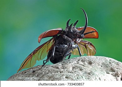 Beetles / Insect : the Five-horned rhinoceros beetle, Eupatorus gracilicornis , they are also known as Hercules beetles, Unicorn beetles, or Horn beetles , flying in nature 