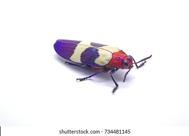 108 Banded Jewel Beetle Images, Stock Photos & Vectors | Shutterstock