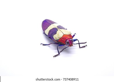 108 Banded Jewel Beetle Images, Stock Photos & Vectors | Shutterstock