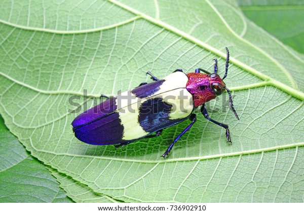 カブトムシ 昆虫 虫 縞模様の宝石甲虫 クリソクロア ブケチ ルギコリス または赤い斑点のある甲虫は 世界で最も美しい昆虫の1つ ブプルクス科の 東南アジアの甲虫種である の写真素材 今すぐ編集