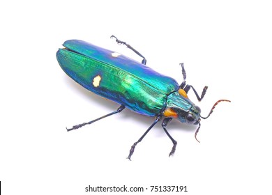 13 Largest jewel beetle Images, Stock Photos & Vectors | Shutterstock