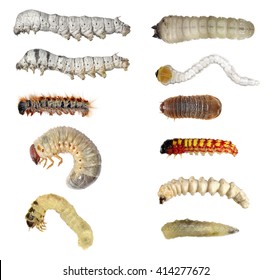 Insect Larvae Hd Stock Images Shutterstock