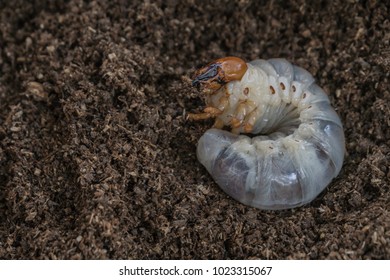 19,315 Larva Beetle Images, Stock Photos & Vectors | Shutterstock