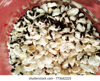 Beetles, Lucky Animal In Thailand, Small Black Insects Eating Popped Rice, Sorghum In Glass Plate On Red Background
