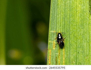 Beetles mate on a green leaf. colorful macro photo of an insect. close-up. space for text. natural lighting. flea. bug. beatle. Aphthona nonstriata. iris flea beetle. Chrysomelidae