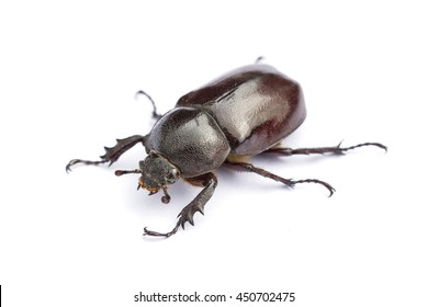 Beetles In Nature ,Rhino Beetle (Dynastinae)