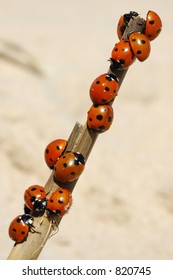 Beetles on a branch