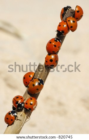 Beetles on a branch