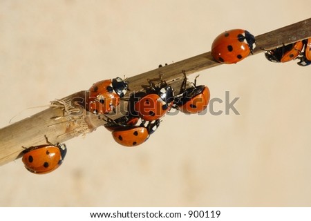 Beetles on a branch