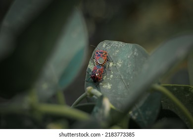 Beetles On A Caper Plant