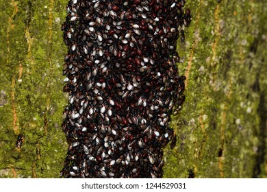 Beetles on a tree