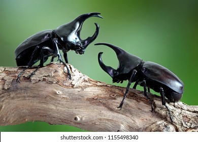 Beetles Siamese Rhinoceros Beetle Fighting Beetle Stock Photo (Edit Now ...