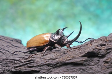 Beetles/Insects/Bugs : The Five-horned rhinoceros beetle (Eupatorus graciliconis)  known as Hercules beetles , Unicorn or Horn beetles , in tropical forest.
