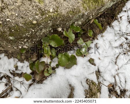 Beetleweed grows in the snow during winter. Kentucky. 