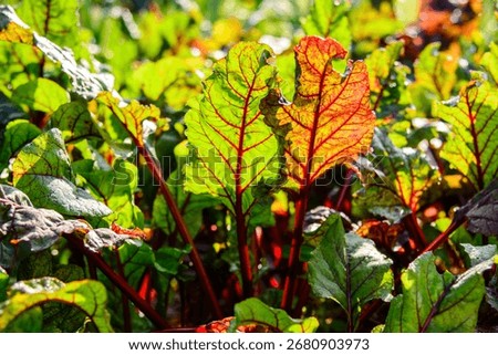 Beetroot leaves, close-up, beet leaf background. Fresh farm vegetable and bio food concept.