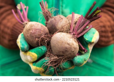 Beetroot Organic Harvest. Farmer Hands In Gloves Holding Freshly Harvested Dirty Beetroots Close Up, Macro