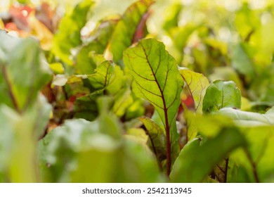 Beetroot Patch with Green Leaves and Red Veins. Red beet plantation. Concept healthy eating - Powered by Shutterstock