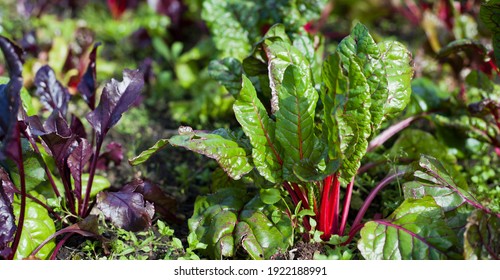 The Beetroot - Purple Beet, Also Table Beet, Garden Beet, Red And Golden Chard. Growing In The Veg Garden.