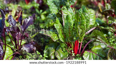 The beetroot - purple beet, also table beet, garden beet, red and golden chard. Growing in the veg garden.