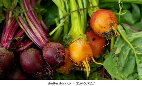 Beetroot red golden Beta vulgaris beet burpees harvest bunch bio farm field harvesting food farmer farming greenhouse folio garden leaf plant greenhouse organic plantation vegetables - Powered by Shutterstock