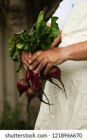 Beetroot from the Vegetable Garden