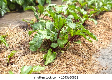 Organic Vegetable Garden Mulch Images Stock Photos Vectors