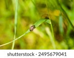 a beettle on a grass