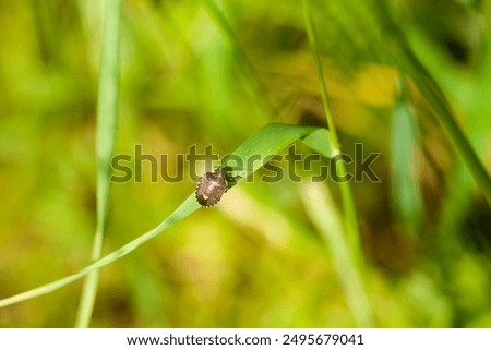 a beettle on a grass