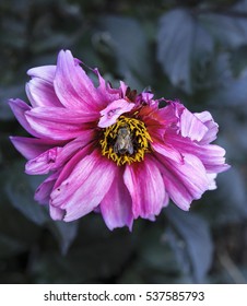 Bee-utiful