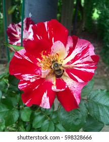 Bee-utiful